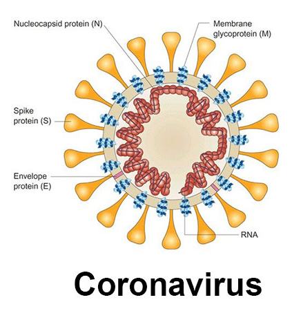 Covid19 is termed as Corona virus disease which causes cold and effects respiratory system