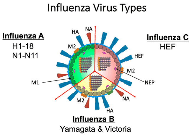 Covid19-Influenza-and-More-CoronaViruses